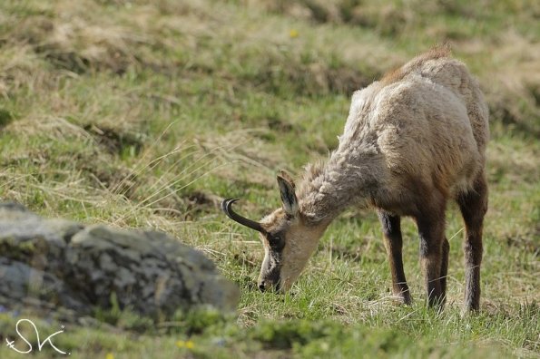 Chamois d'Europe (Rupicapra rupicapra)