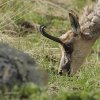 Chamois d'Europe (Rupicapra rupicapra)