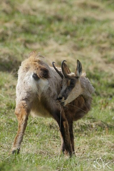 Chamois d'Europe (Rupicapra rupicapra)