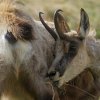 Chamois d'Europe (Rupicapra rupicapra)