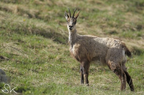 Chamois d'Europe (Rupicapra rupicapra)