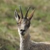 Chamois d'Europe (Rupicapra rupicapra)