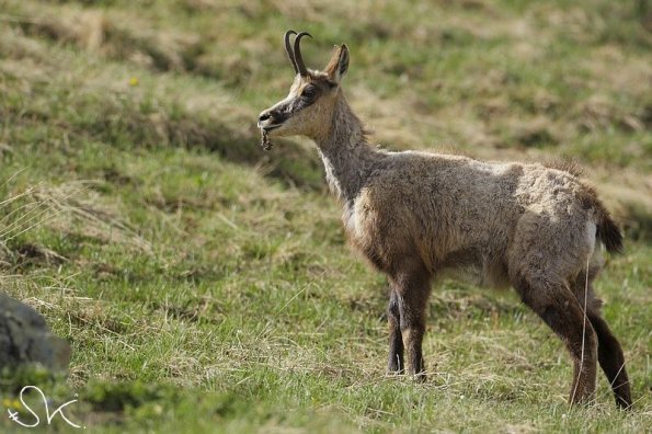 Chamois d'Europe (Rupicapra rupicapra)