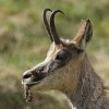 Chamois d'Europe (Rupicapra rupicapra)