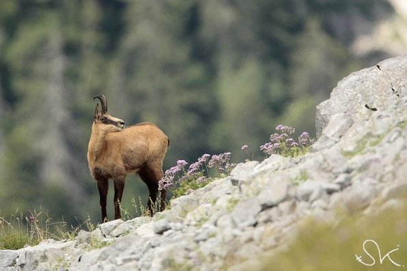 Chamois d'Europe (Rupicapra rupicapra)