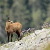 Chamois d'Europe (Rupicapra rupicapra)