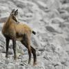 Chamois d'Europe (Rupicapra rupicapra)