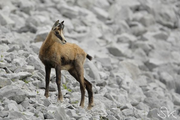 Chamois d'Europe (Rupicapra rupicapra)