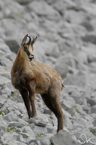 Chamois d'Europe (Rupicapra rupicapra)