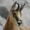 Chamois d'Europe (Rupicapra rupicapra)