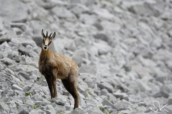 Chamois d'Europe (Rupicapra rupicapra)