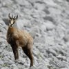 Chamois d'Europe (Rupicapra rupicapra)