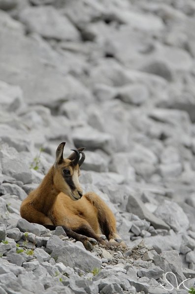 Chamois d'Europe (Rupicapra rupicapra)