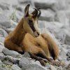 Chamois d'Europe (Rupicapra rupicapra)