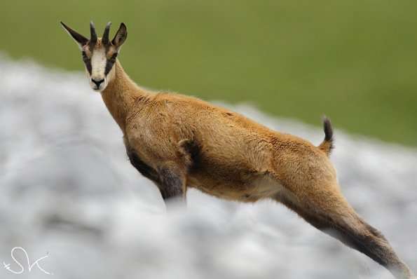 Chamois_010