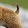 Chamois_010