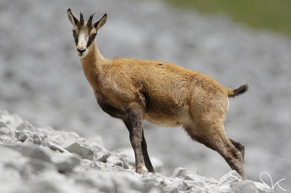 Chamois d'Europe (Rupicapra rupicapra)