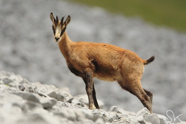 Chamois d'Europe (Rupicapra rupicapra)