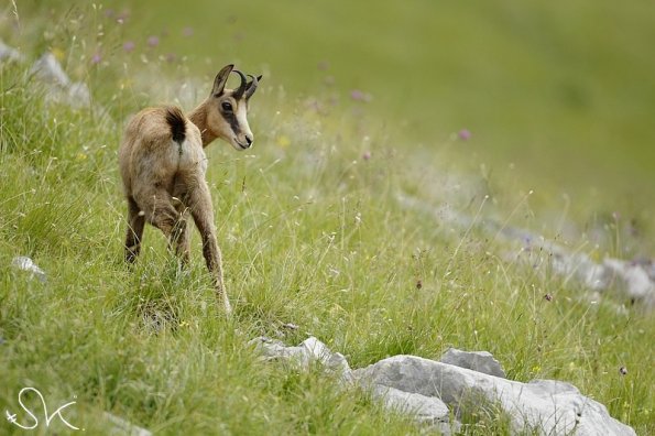 Chamois d'Europe (Rupicapra rupicapra)