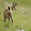 Chamois d'Europe (Rupicapra rupicapra)