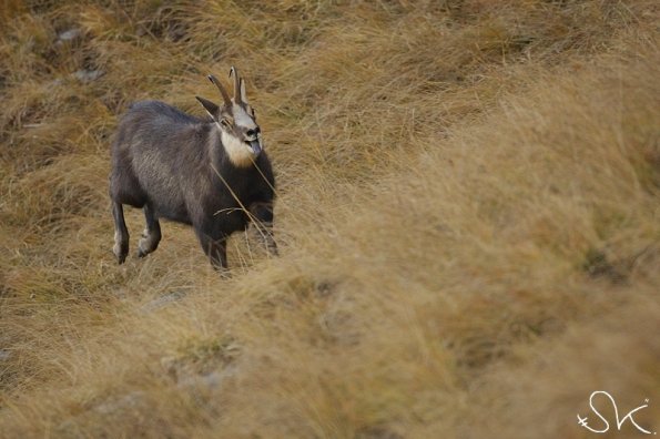 Chamois d'Europe (Rupicapra rupicapra)