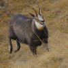 Chamois d'Europe (Rupicapra rupicapra)