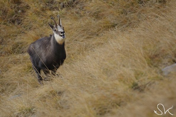 Chamois d'Europe (Rupicapra rupicapra)