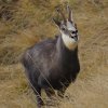 Chamois d'Europe (Rupicapra rupicapra)