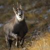 Chamois (Rupicapra rupicapra)