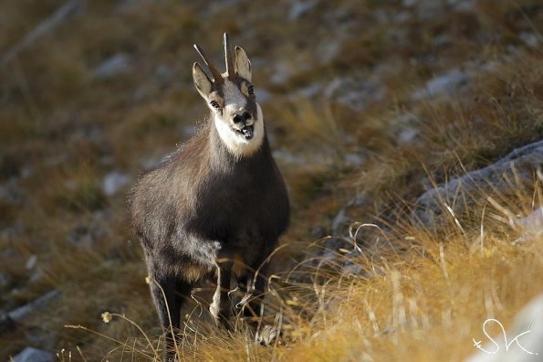 Chamois d'Europe (Rupicapra rupicapra)