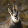 Chamois d'Europe (Rupicapra rupicapra)