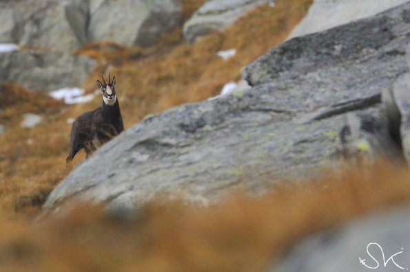 Chamois d'Europe (Rupicapra rupicapra)