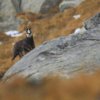 Chamois d'Europe (Rupicapra rupicapra)