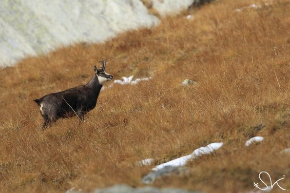 Chamois d'Europe (Rupicapra rupicapra)