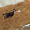 Chamois d'Europe (Rupicapra rupicapra)