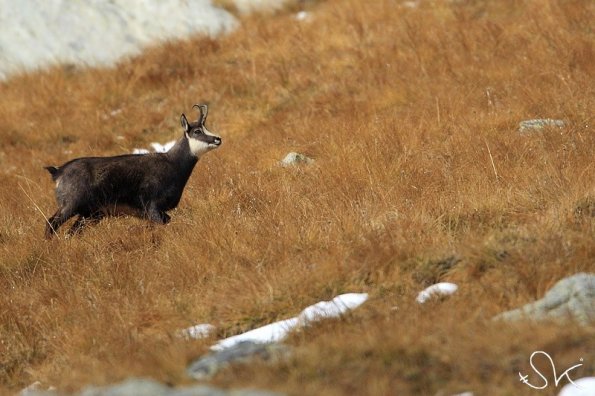 Chamois d'Europe (Rupicapra rupicapra)