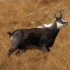 Chamois d'Europe (Rupicapra rupicapra)