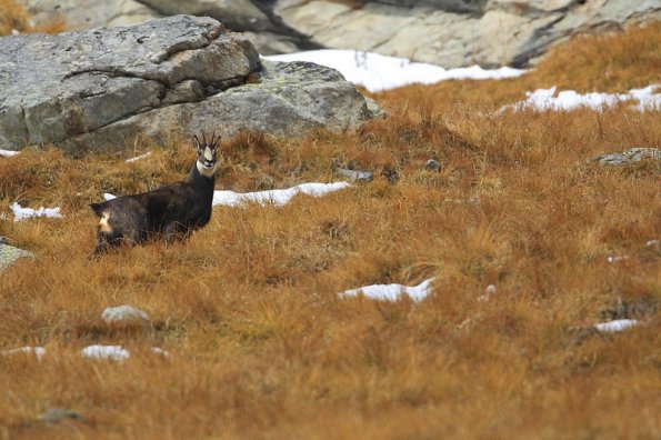 Chamois d'Europe (Rupicapra rupicapra)