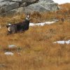 Chamois d'Europe (Rupicapra rupicapra)