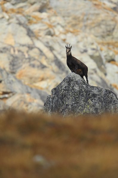 Chamois d'Europe (Rupicapra rupicapra)