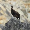 Chamois d'Europe (Rupicapra rupicapra)