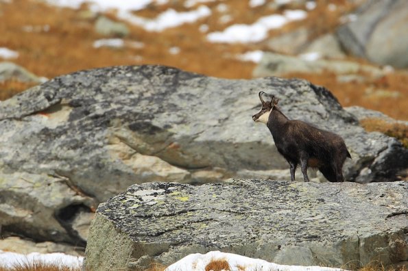 Chamois d'Europe (Rupicapra rupicapra)