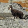 Chamois d'Europe (Rupicapra rupicapra)