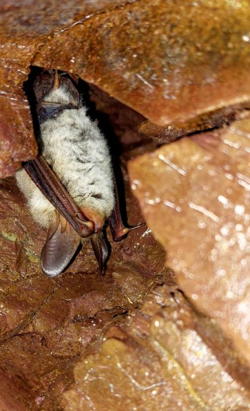 Vespertillon de Bechstein (Myotis bechsteini)