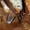 Vespertillon de Bechstein (Myotis bechsteini)