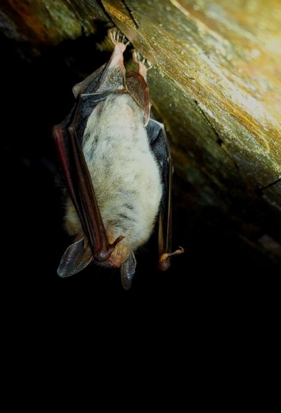 Grand murin (Myotis myotis)