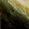Grand murin (Myotis myotis)