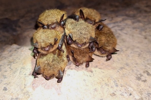Vespertilion de Brandt (Myotis brandtii) 