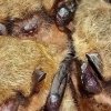 Vespertilion de Brandt (Myotis brandtii) 