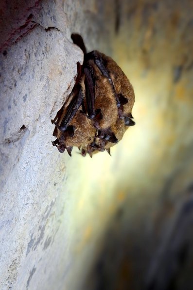 Vespertillon de Brand (Myotis brandii)